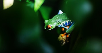 Evolução e diversidade biológica